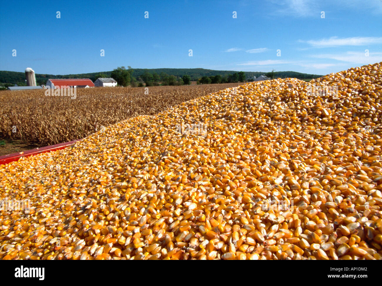 Agriculture - Closeup of freshly harvested grain corn in a grain wagon with a farmstead in the distance / Iowa, USA. Stock Photo