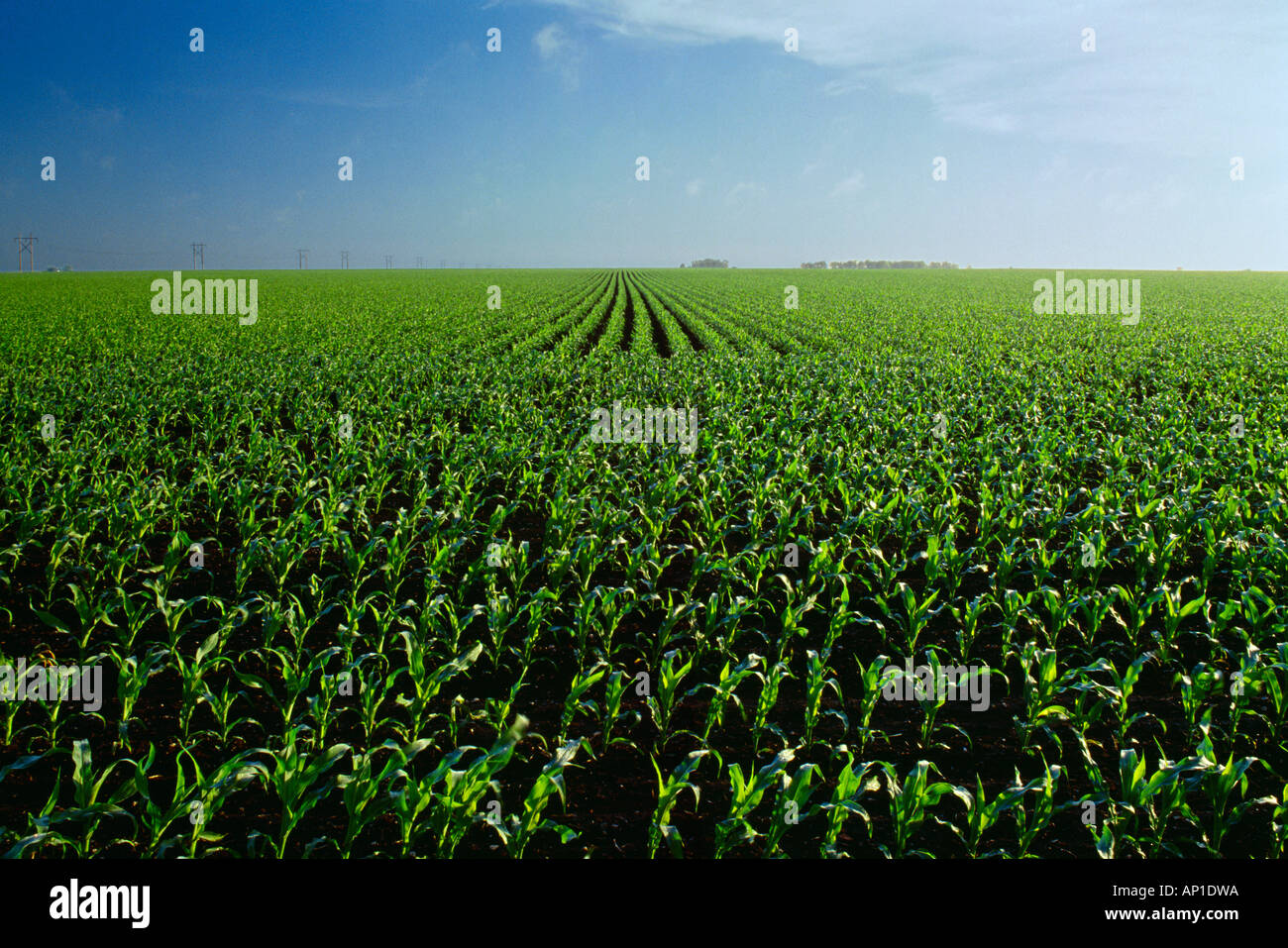 A large early growth grain corn field at the 7-8 leaf stage in late afternoon light / near Villa Grove, Illinois, USA. Stock Photo