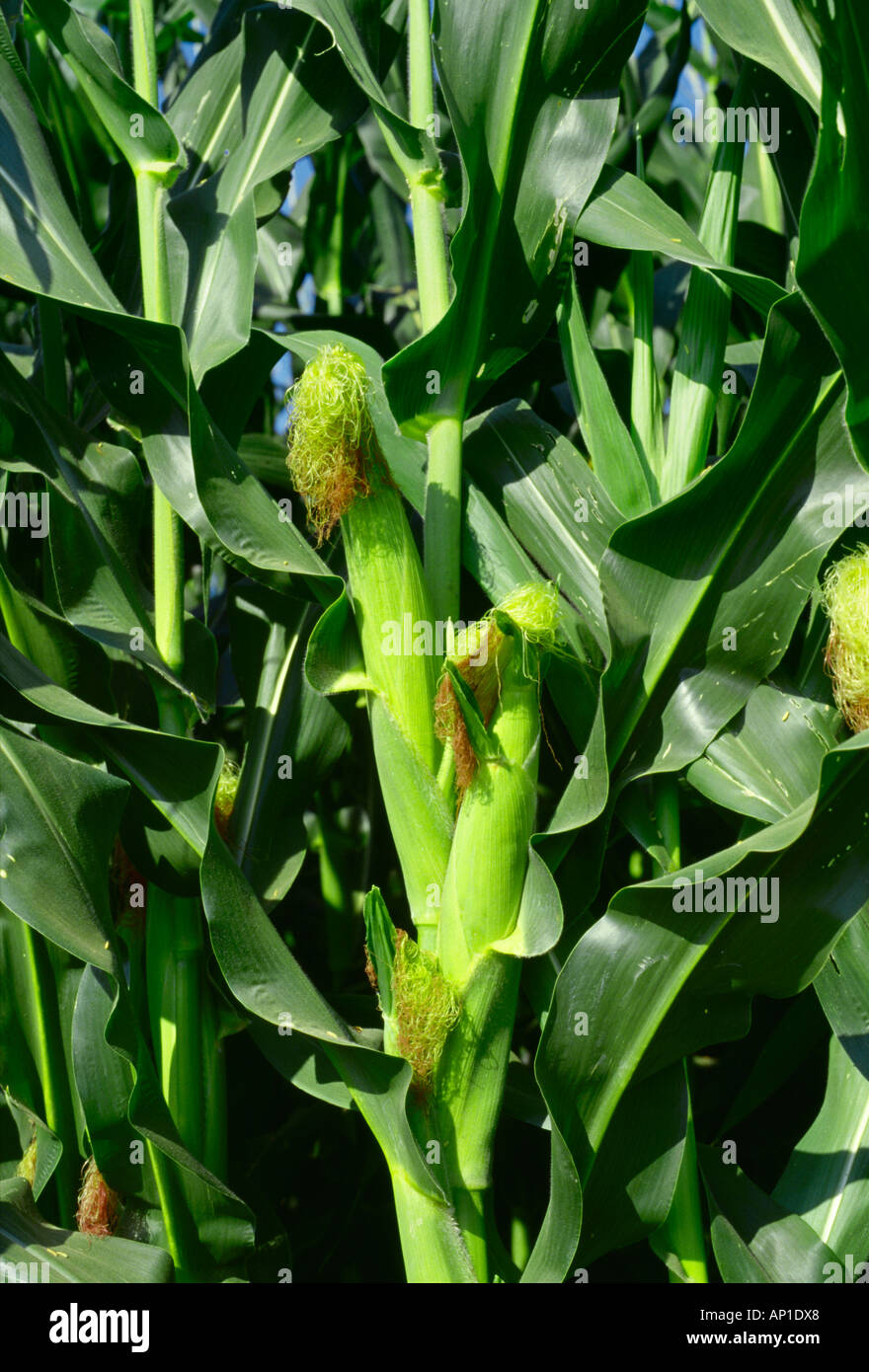 Agriculture - Closeup of immature grain corn ears with silks just beginning to dry and turn brown / Mississippi, USA. Stock Photo