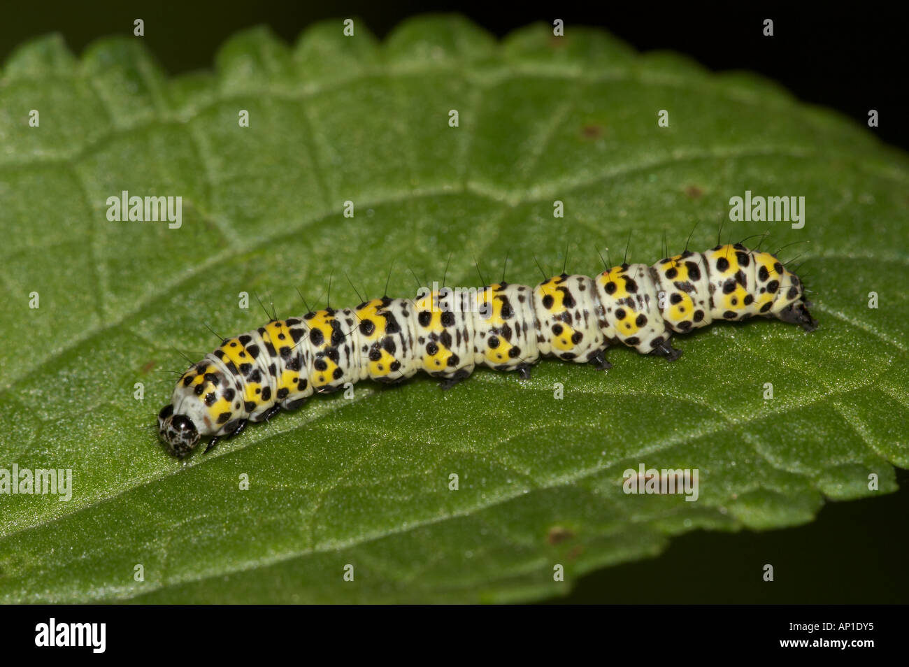 The Mullein moth Larva - Cucullia verbasci Stock Photo