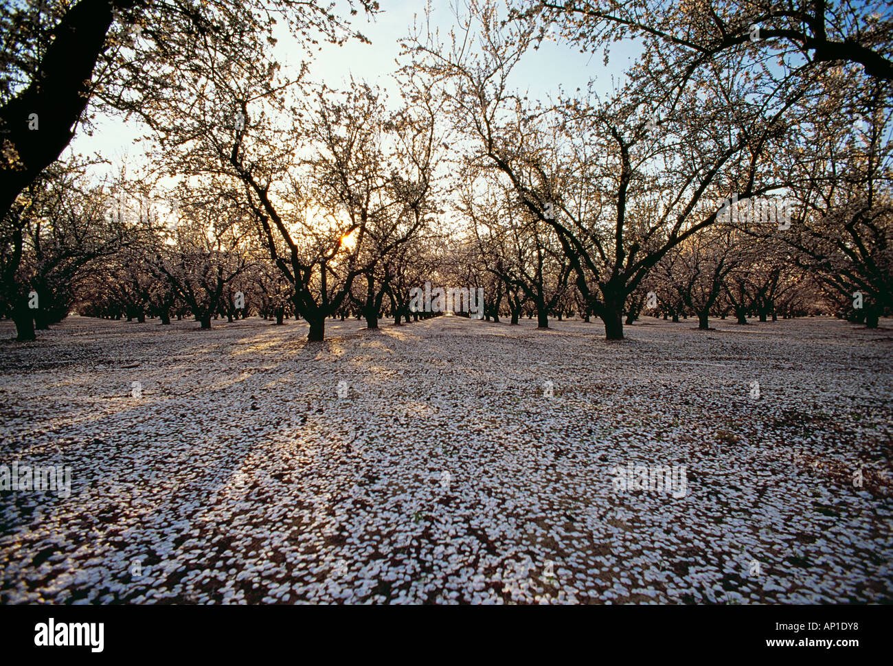 Tree flower blossom blooming white agriculture farm farms farming hi