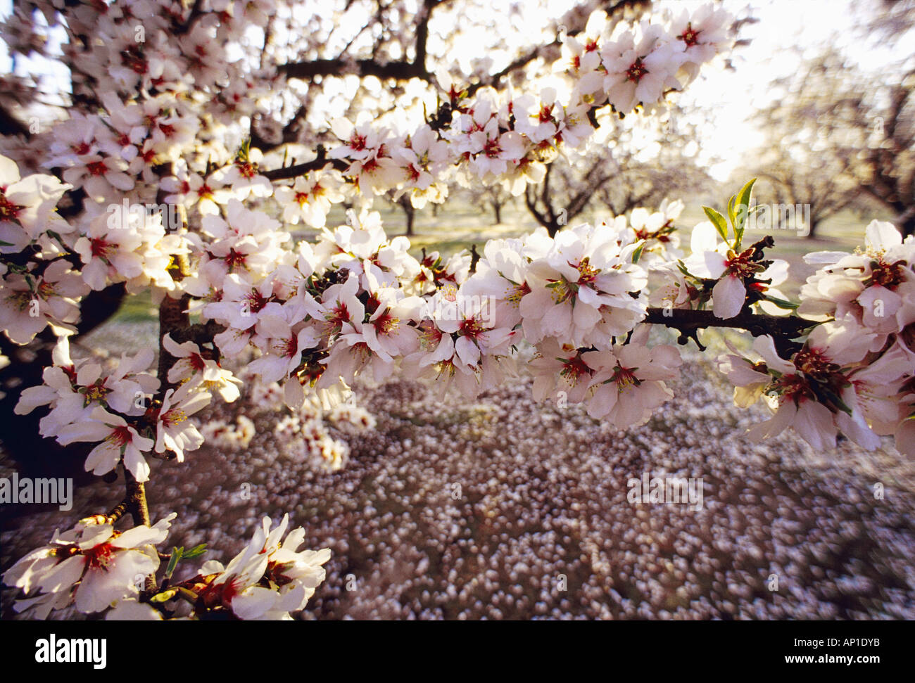 Agriculture - Almond blossoms in full Spring blossom stage / near Modesto, California, USA. Stock Photo
