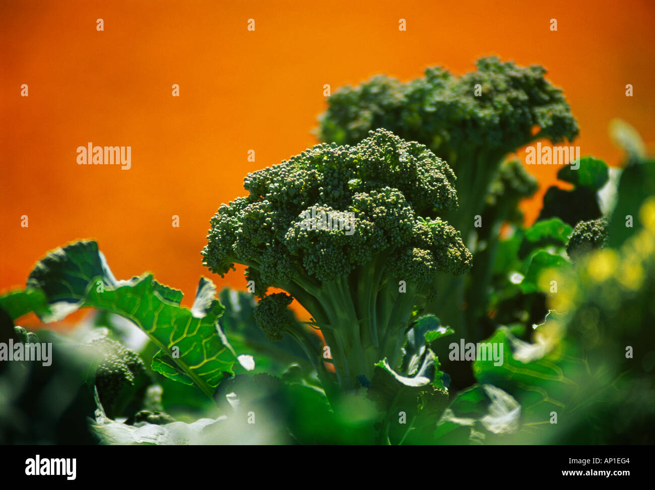 Agriculture Closeup of mature broccoli heads ready for harvest / Salinas Valley, California