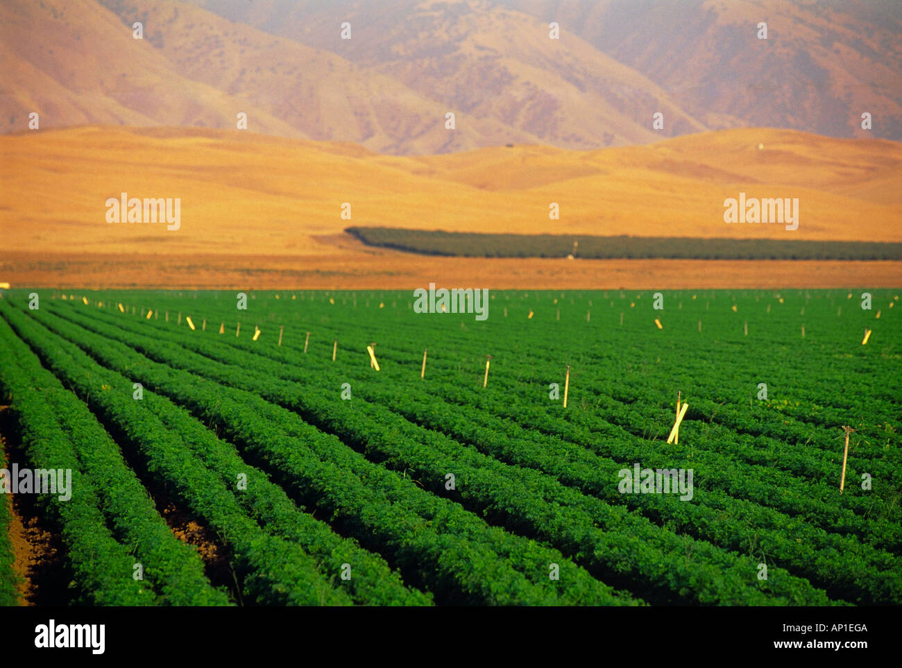 Agriculture Mature carrot field ready for harvest with dry hills in