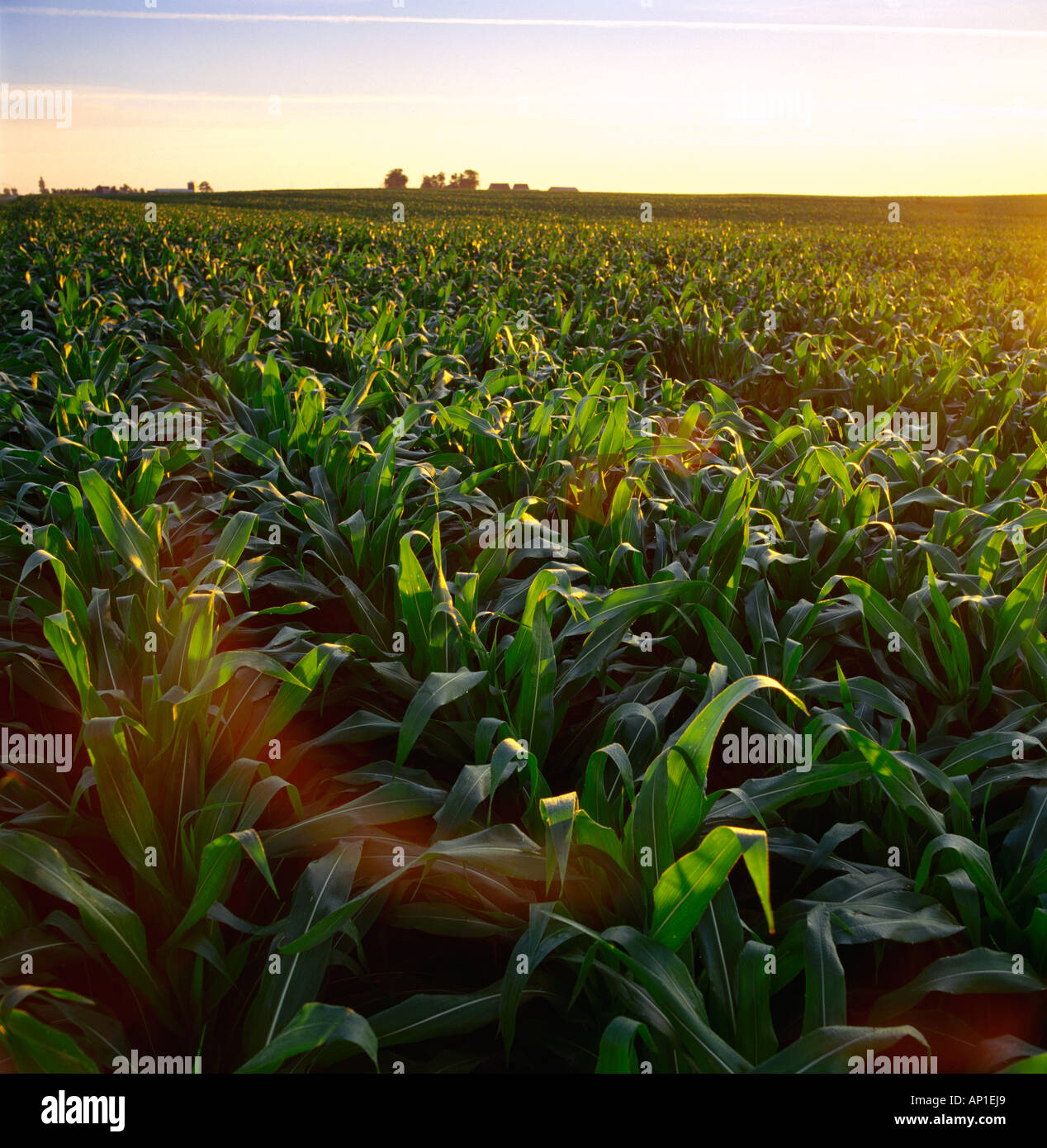 Field of mid growth pre tassel stage grain corn at sunset with a farmstead in the distance / near Marshalltown, Iowa, USA. Stock Photo