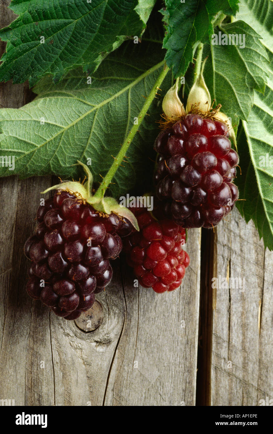 Agriculture Closeup of boysenberries and leaves on a wood surface