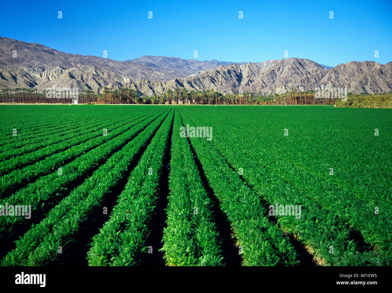 Agriculture Mid growth carrot field in the desert / near Indio