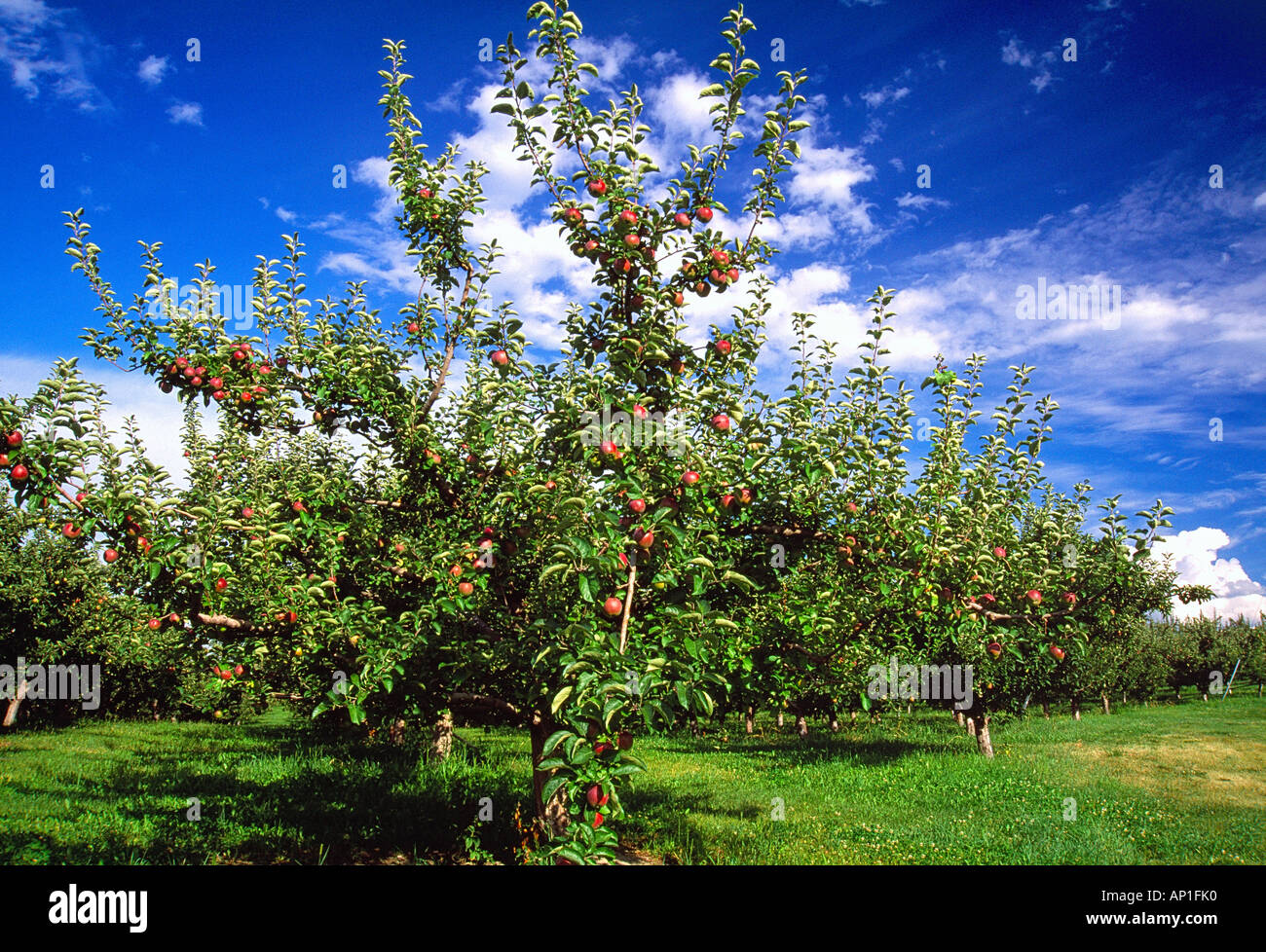 Grown in bc hires stock photography and images Alamy