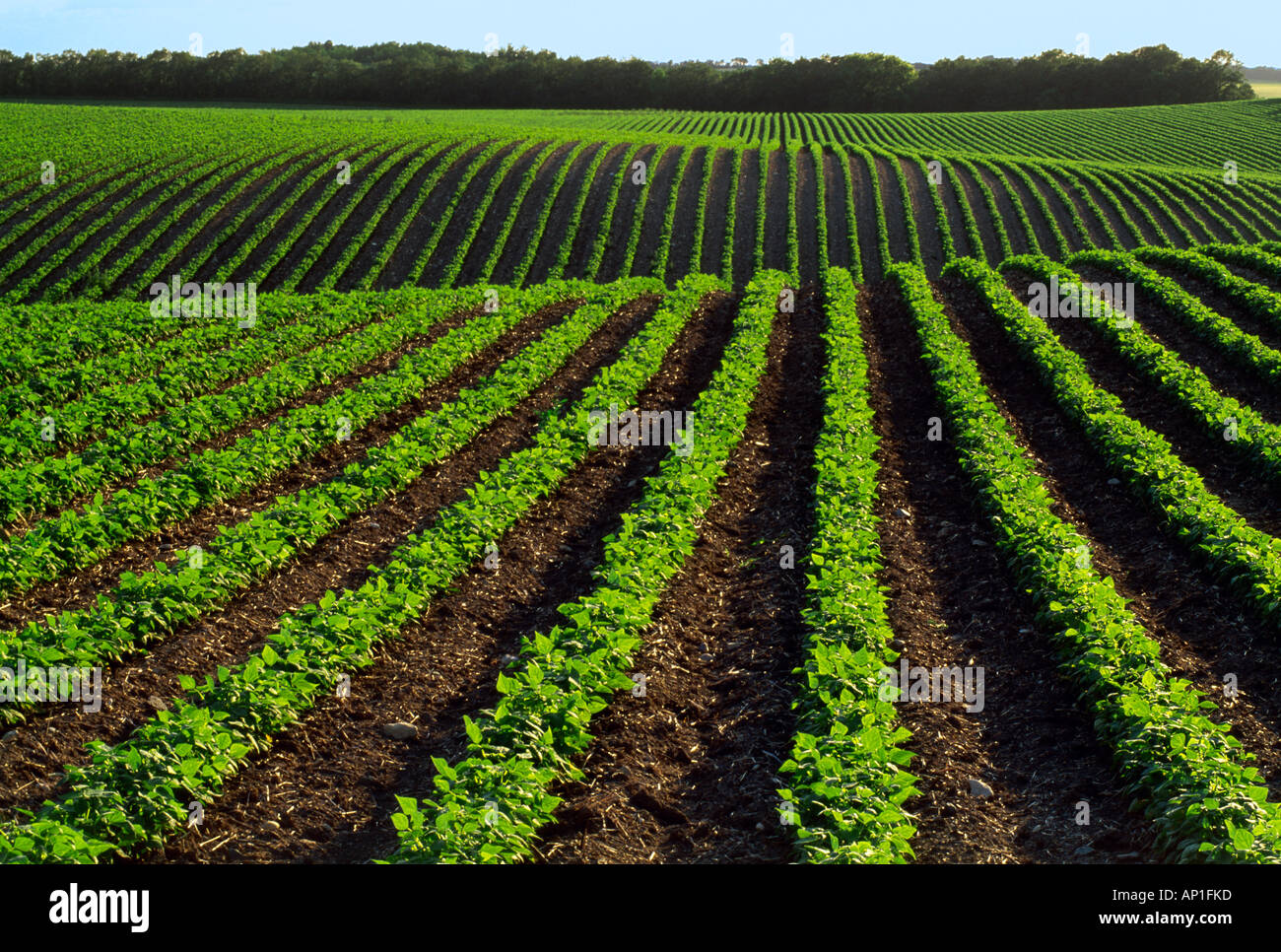 Agriculture Large rolling field of mid growth dry beans / near