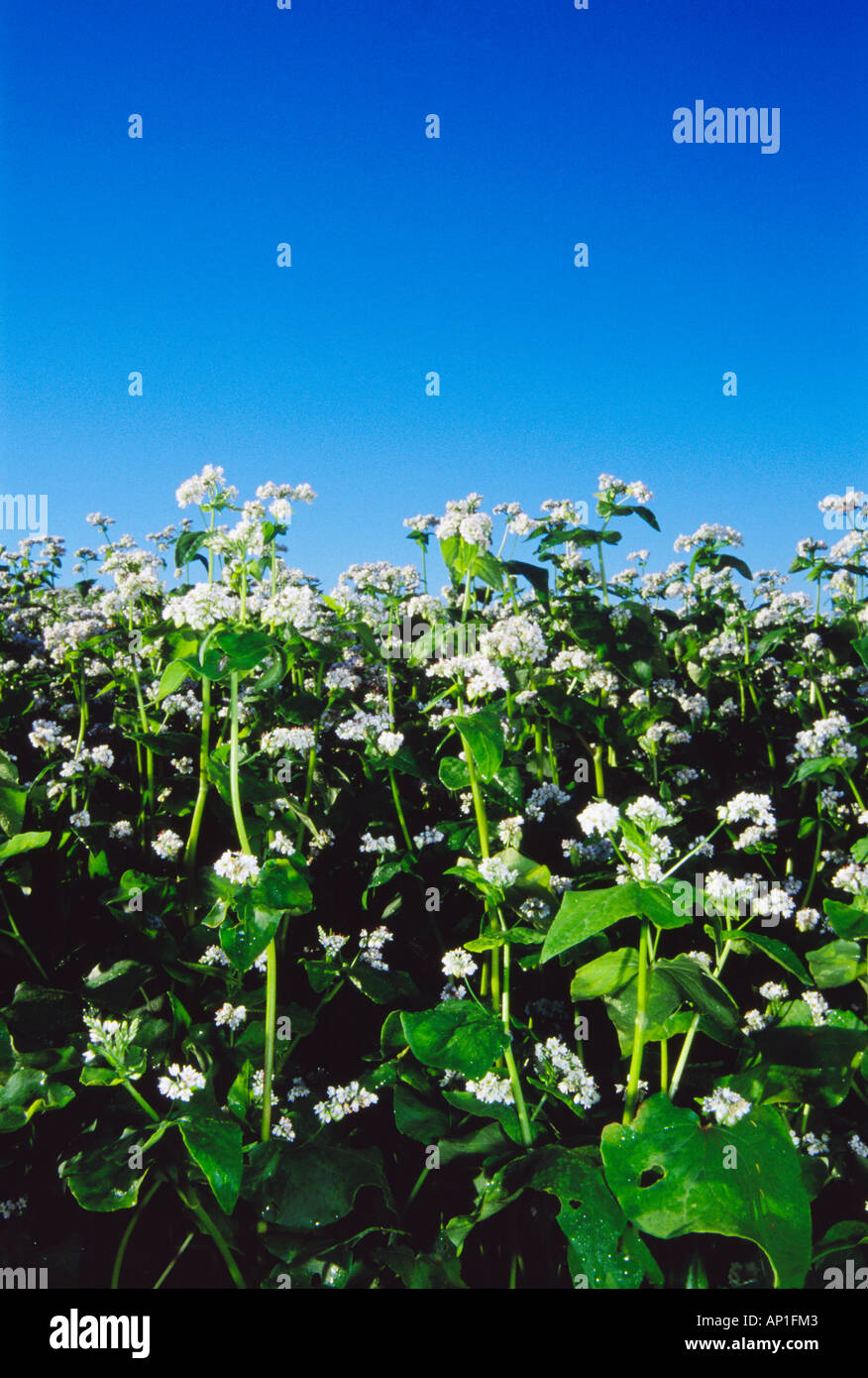 Agriculture Side view of mid growth bloom stage buckwheat plants