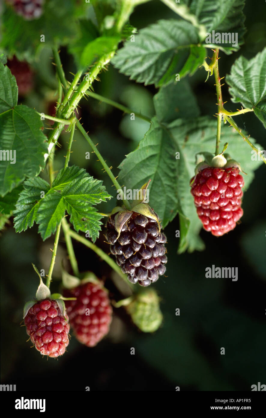 Agriculture Oregon boysenberries on the vine / Oregon, USA Stock