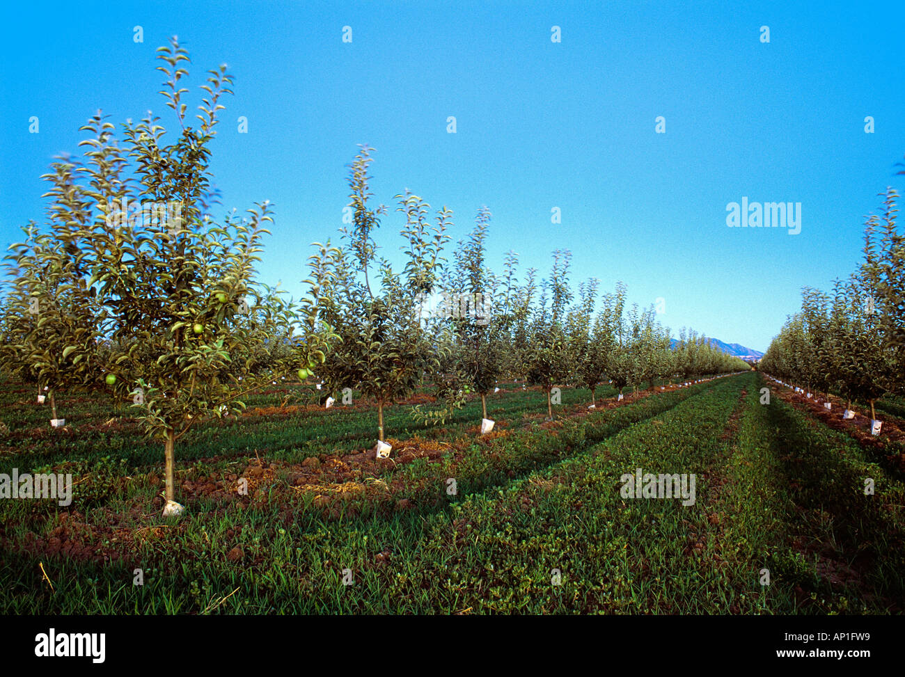 Apple orchards young trees hi-res stock photography and images - Alamy