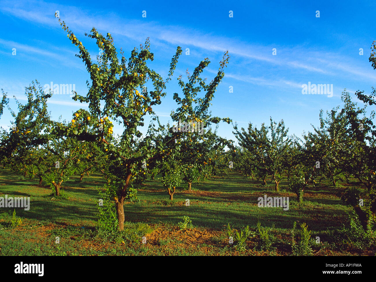 Apricots ripening on tree hires stock photography and images Alamy