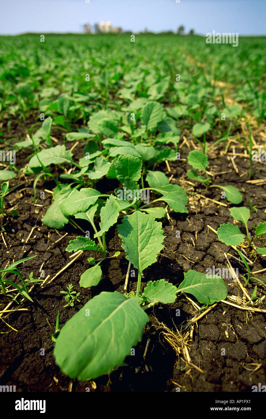 Agriculture - Closeup of early growth Canola (rape seed) plants with ...