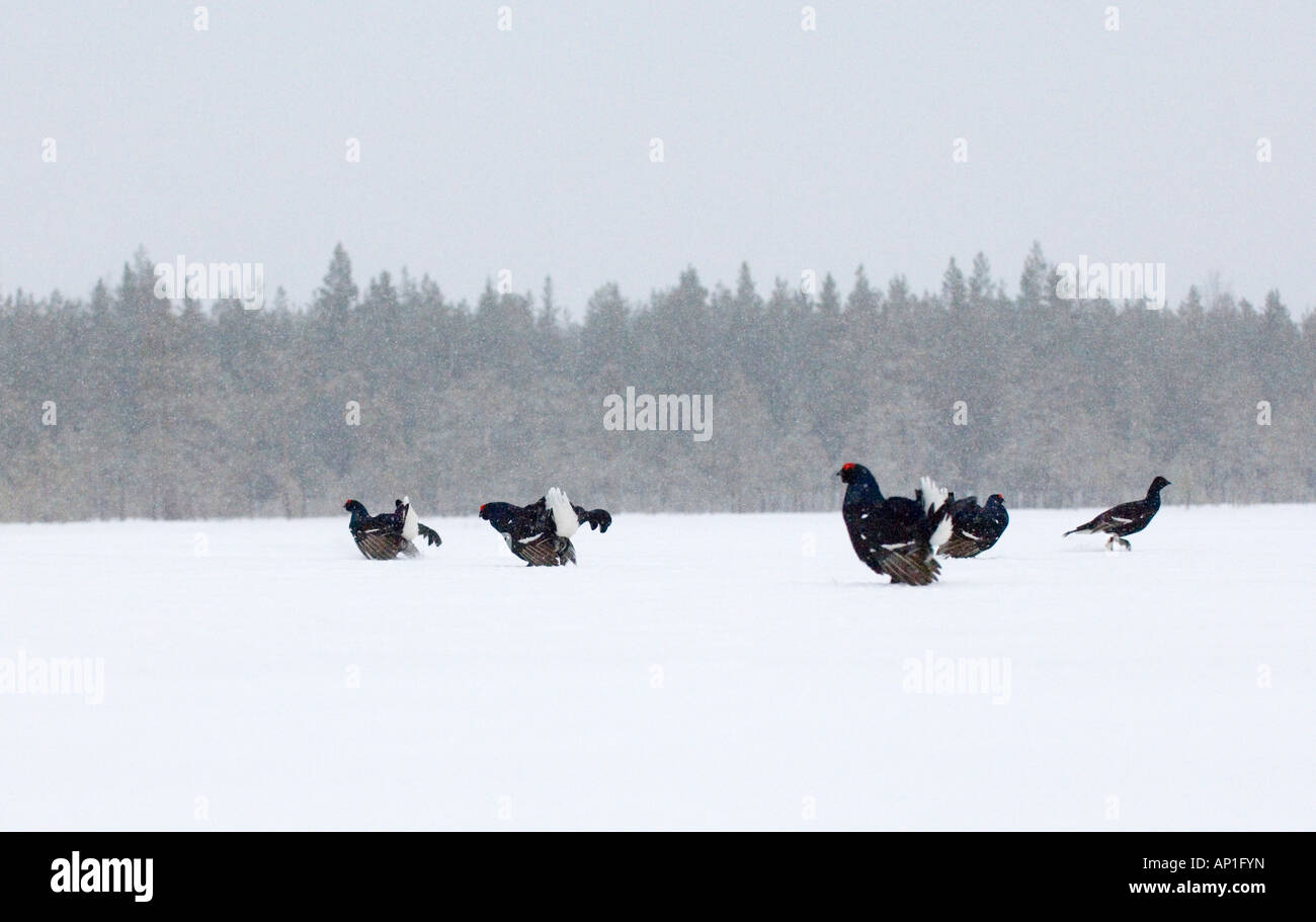 Black Grouse at lek on frozen bog Finland April Stock Photo