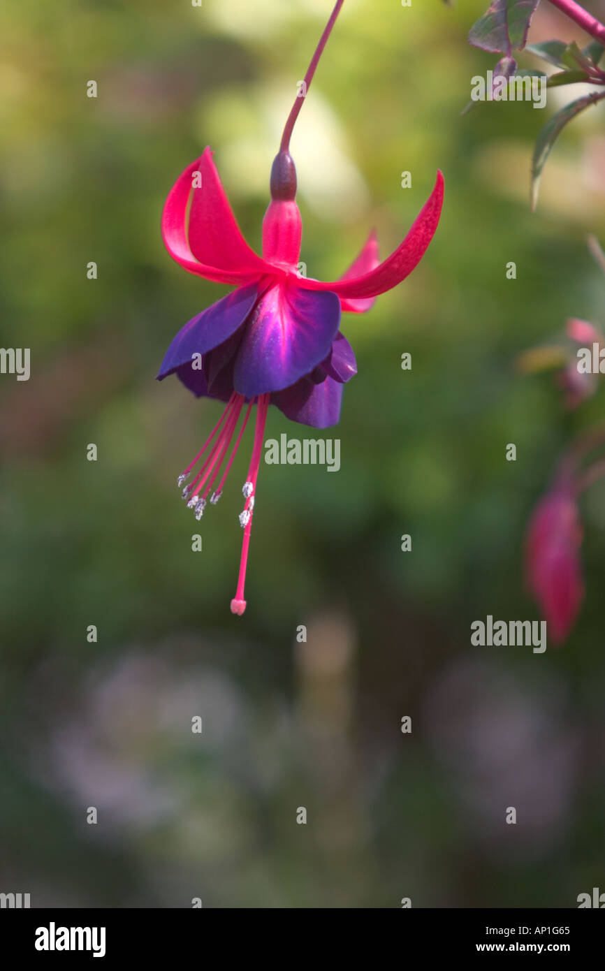 Fuschia flower hires stock photography and images Alamy