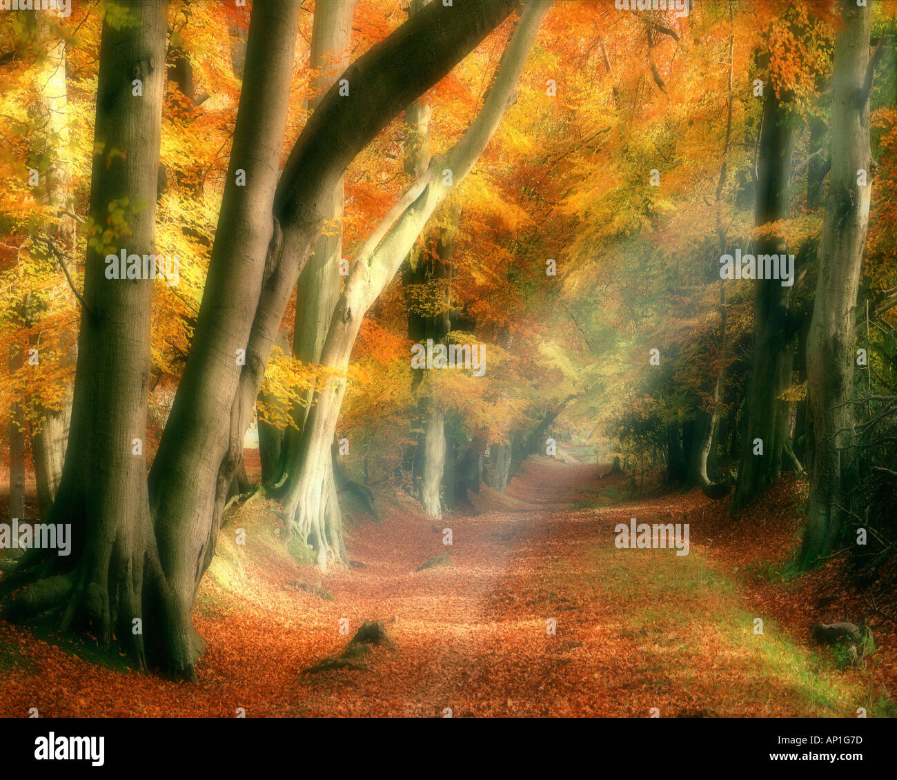 GB - HERTFORDSHIRE: Autumn in Ashridge Park Stock Photo