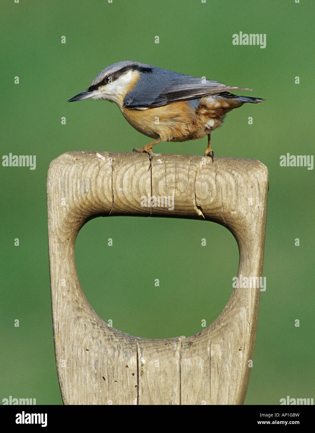 Nuthatch Sitta europaea on garden fork handle Kent UK winter Stock ...