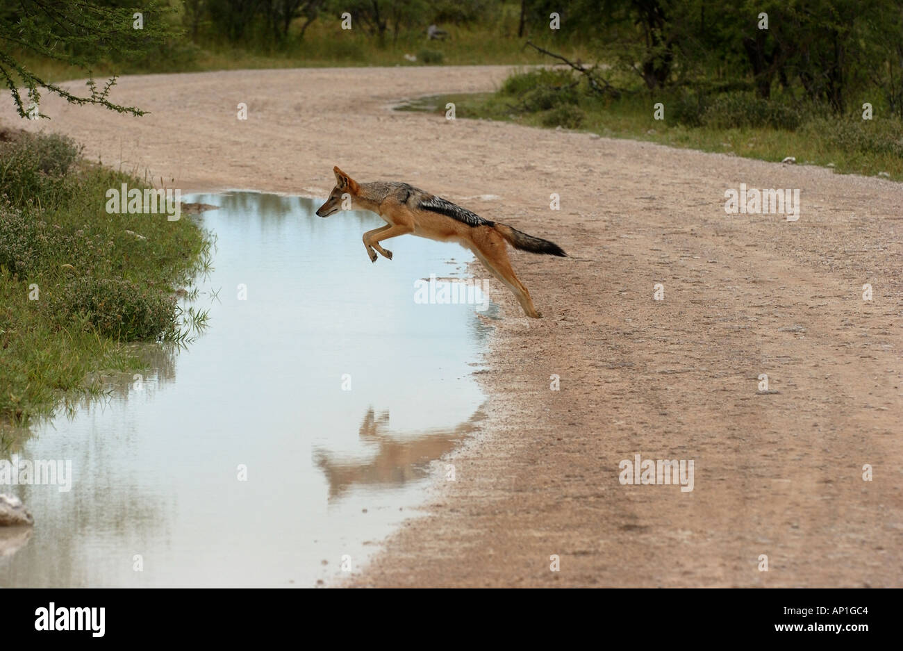 Black backed Jackal Canis mesomelas jumping over water Etosha Namibia Stock Photo