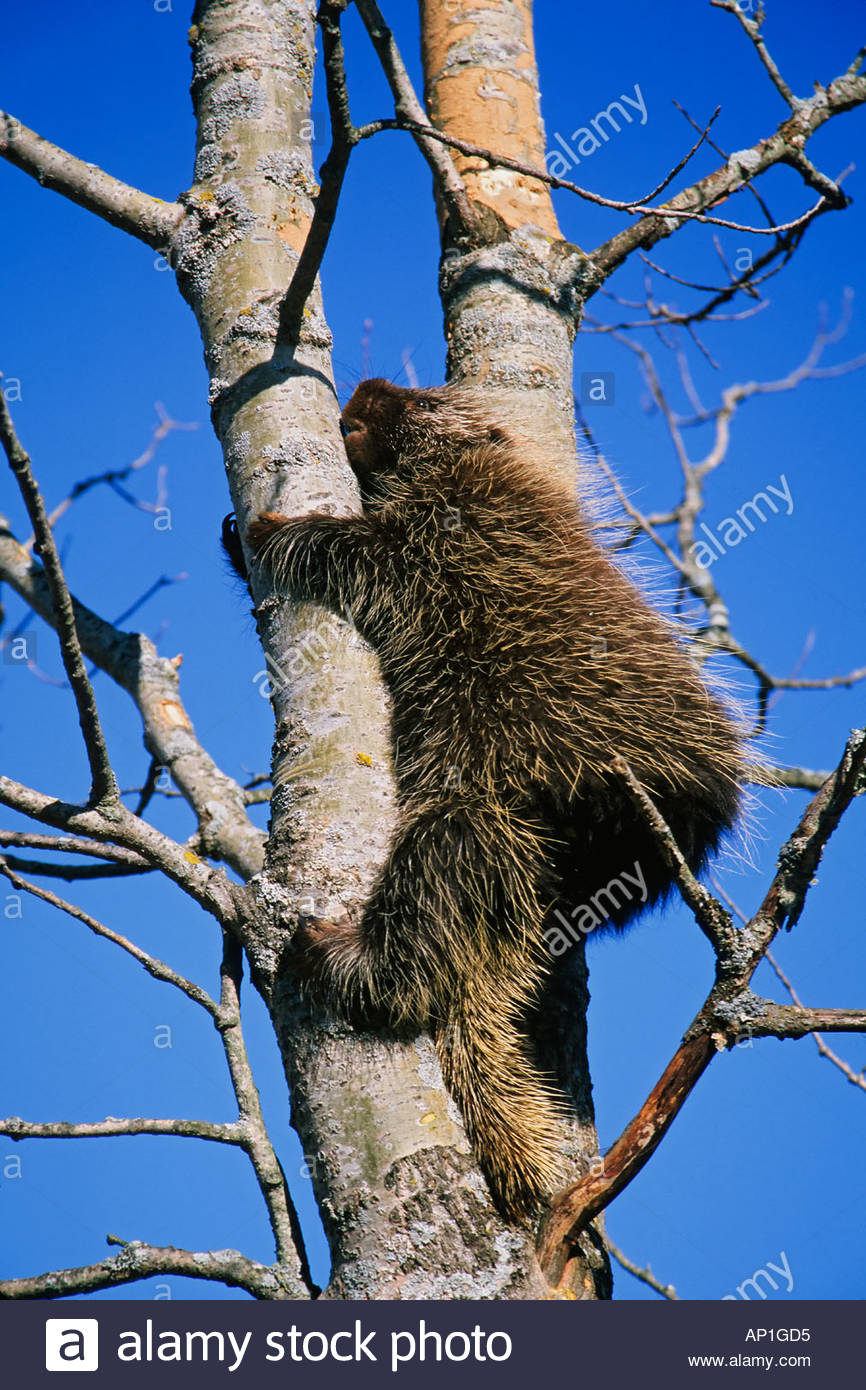 Porcupine Damage Stock Photos & Porcupine Damage Stock Images Alamy