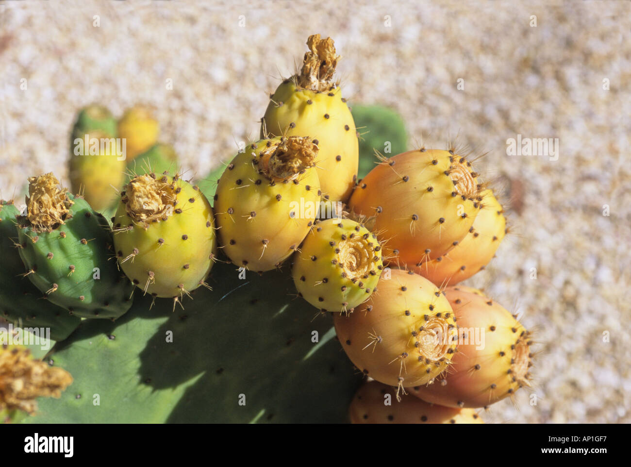 Prickly pear cactus hi-res stock photography and images - Alamy
