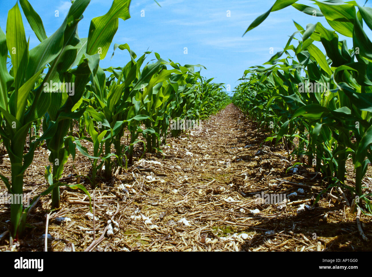 Cotton crop mississippi hires stock photography and images Alamy