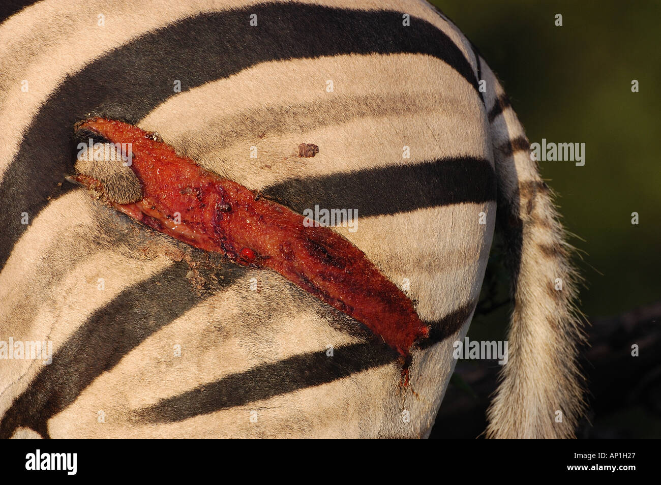 Zebra Equus quagga showing damage after big cat attack Etosha Namibia Stock Photo