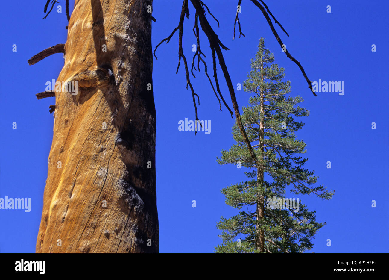 "Dead ^Pine, Live ^Pine, Yosemite "National Park", California" Stock Photo