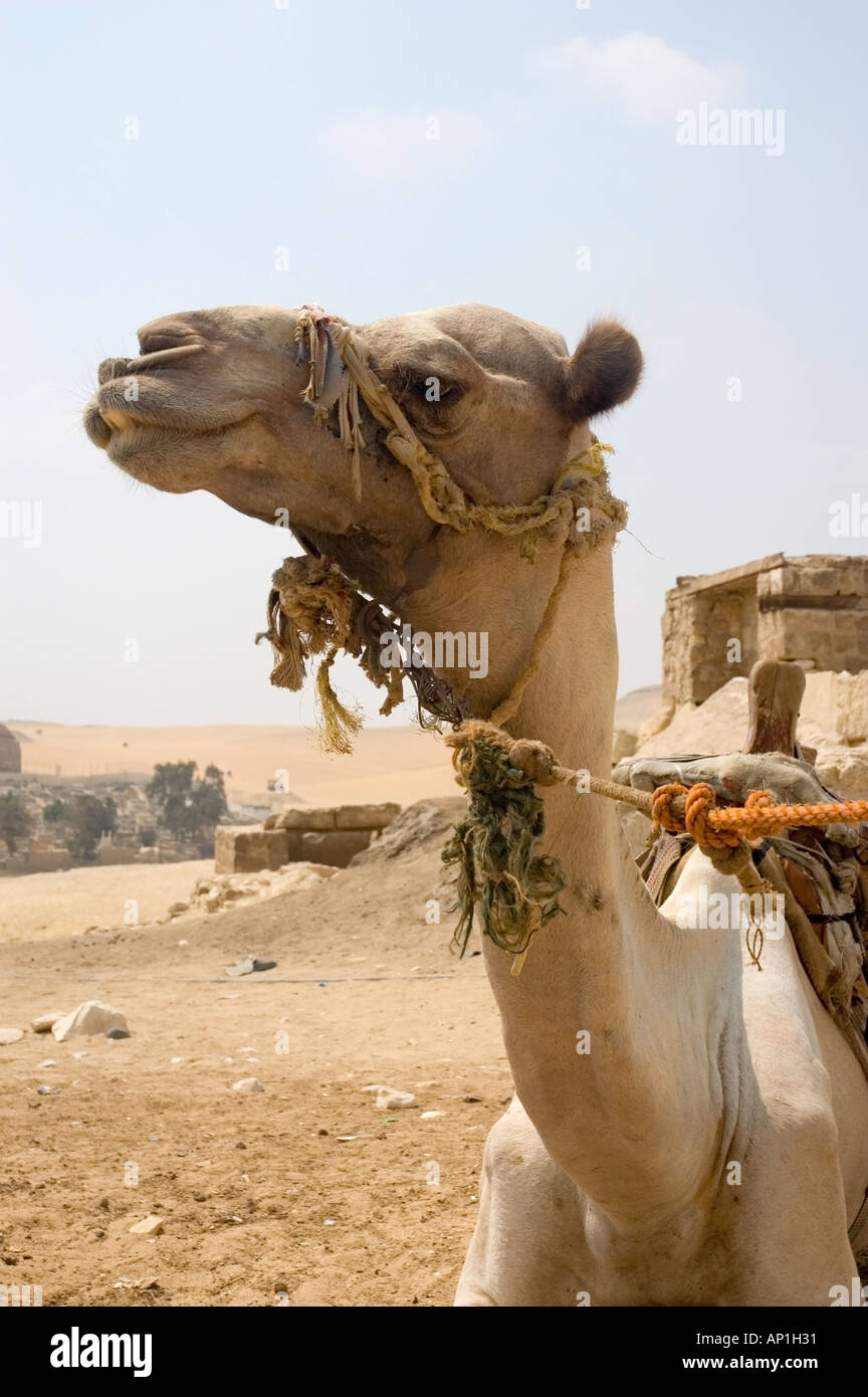 Camel waits at the Egyptian pyramids and Sphinx Giza Cairo Egypt Middle East DSC 4118 Stock Photo