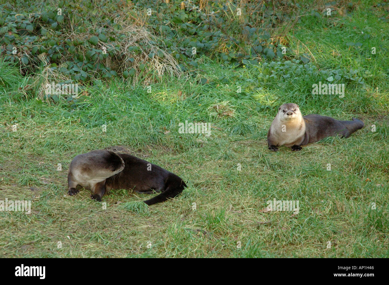 Asian or Oriental Short Clawed Otter Aonyx cinerea Stock Photo