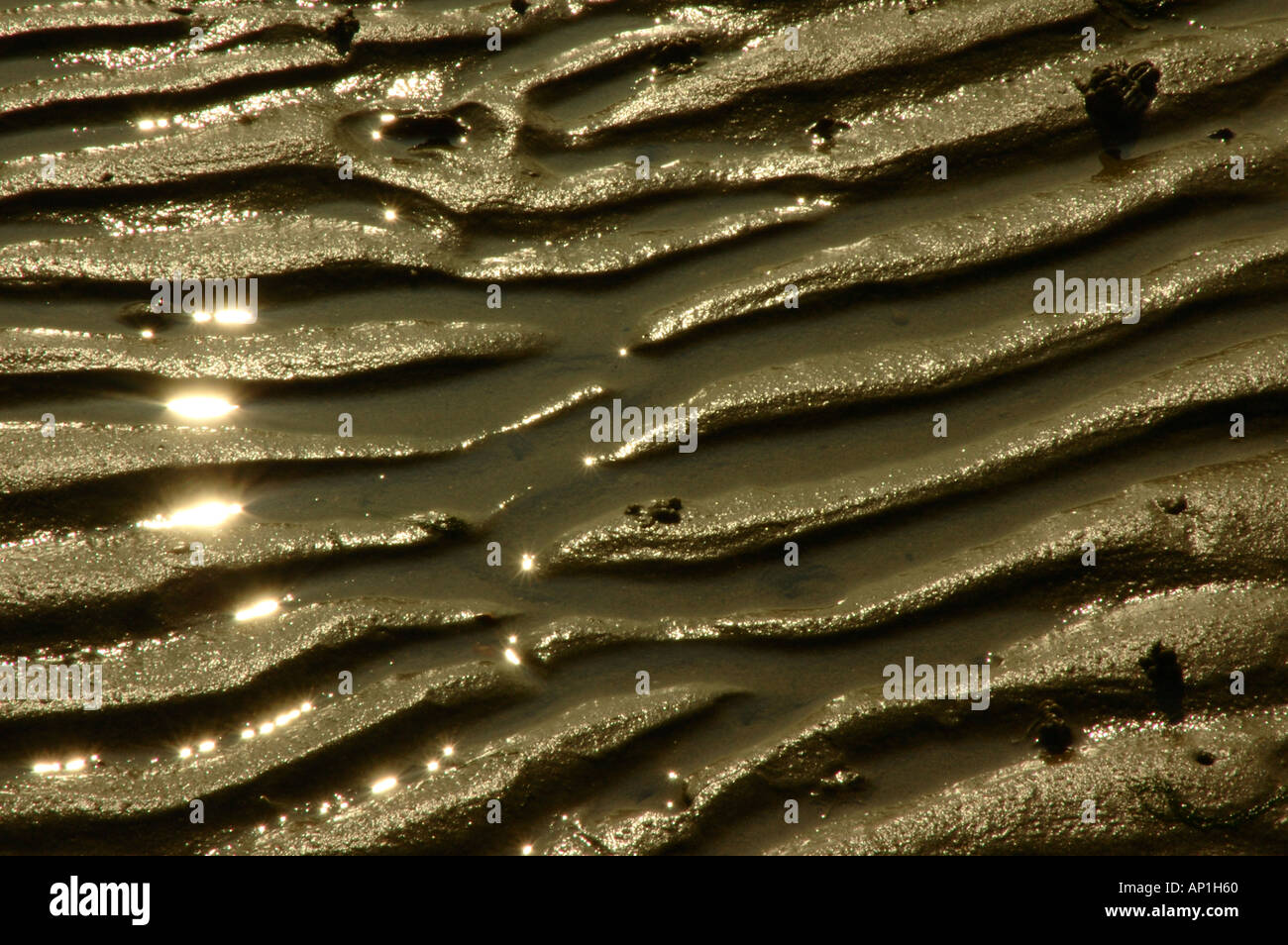 Sandy Ripple Ripple patterns in sandy sea shore Stock Photo - Alamy