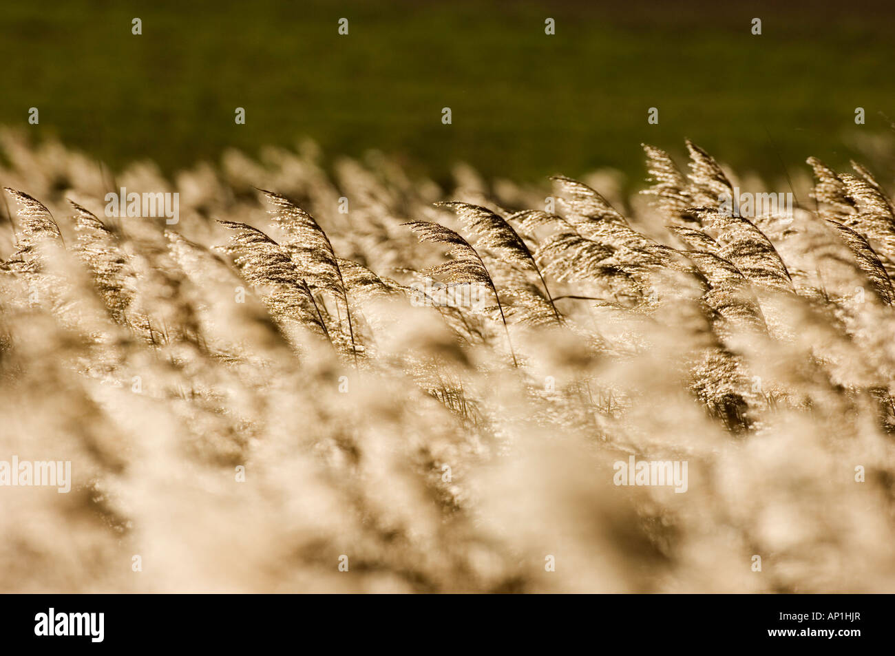 Phragmites reedbed Titchwell RSPB Reserve North Norfolk UK winter Stock Photo