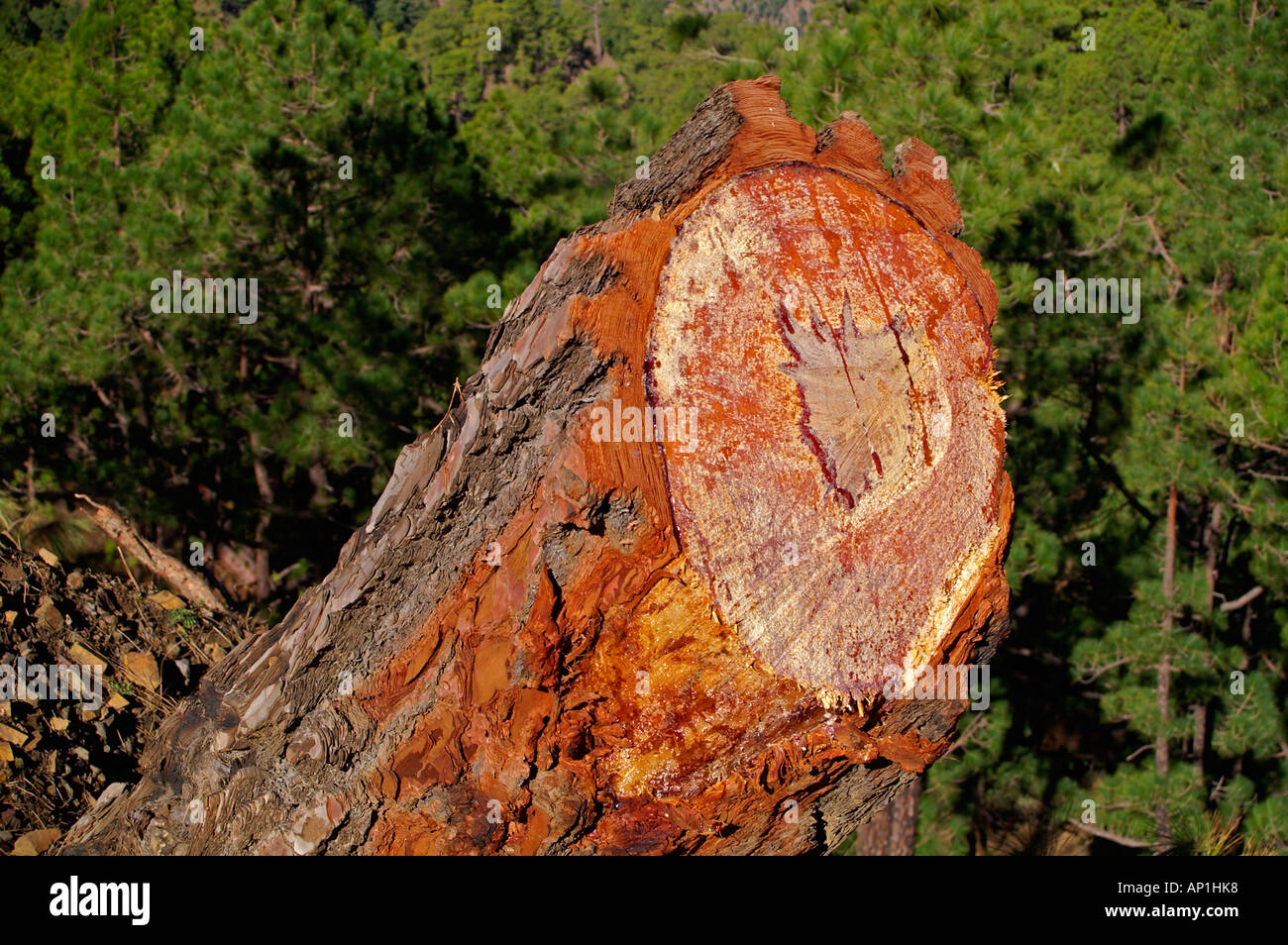 Canary pine (treefelling) showing the fire resistance bark Stock Photo