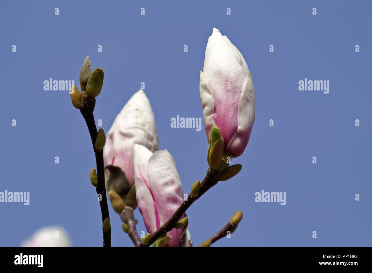 Magnolienbaum magnolia tree hi-res stock photography and images - Alamy