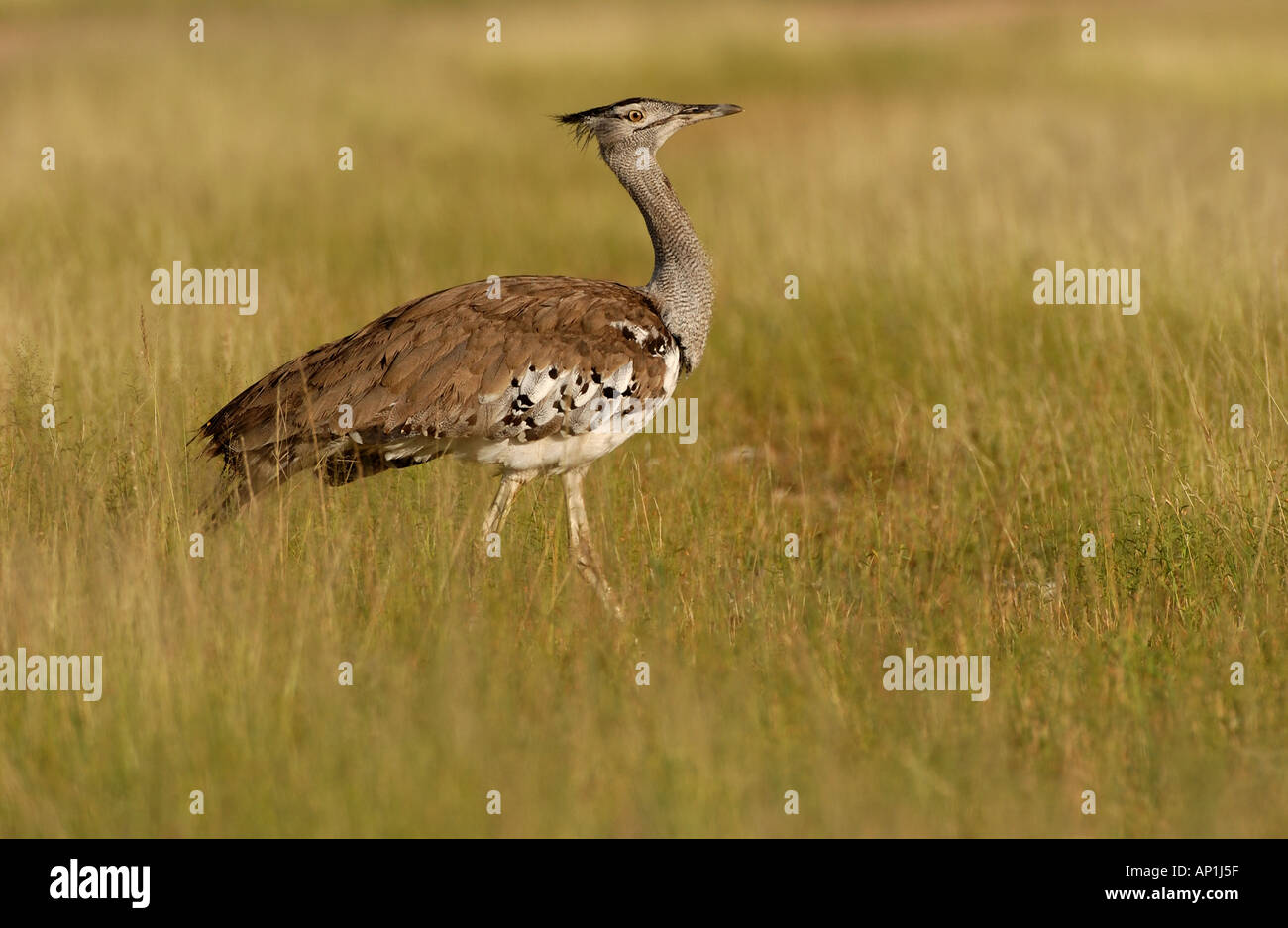 Kori Bustard Ardeotis kori in long grass Etosha Namibia Stock Photo