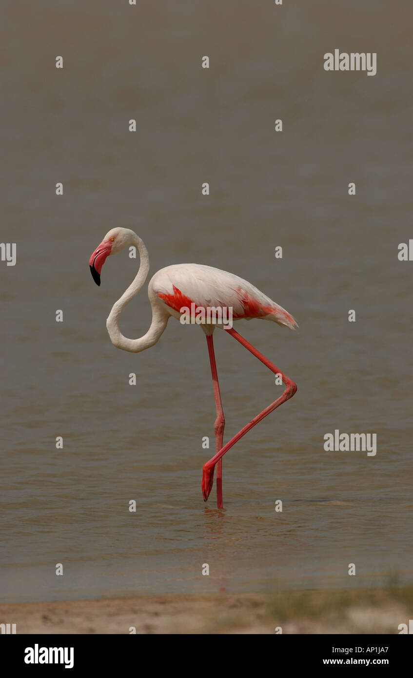 Greater Flamingo Phoenicopterus ruber Etosha Namibia Stock Photo
