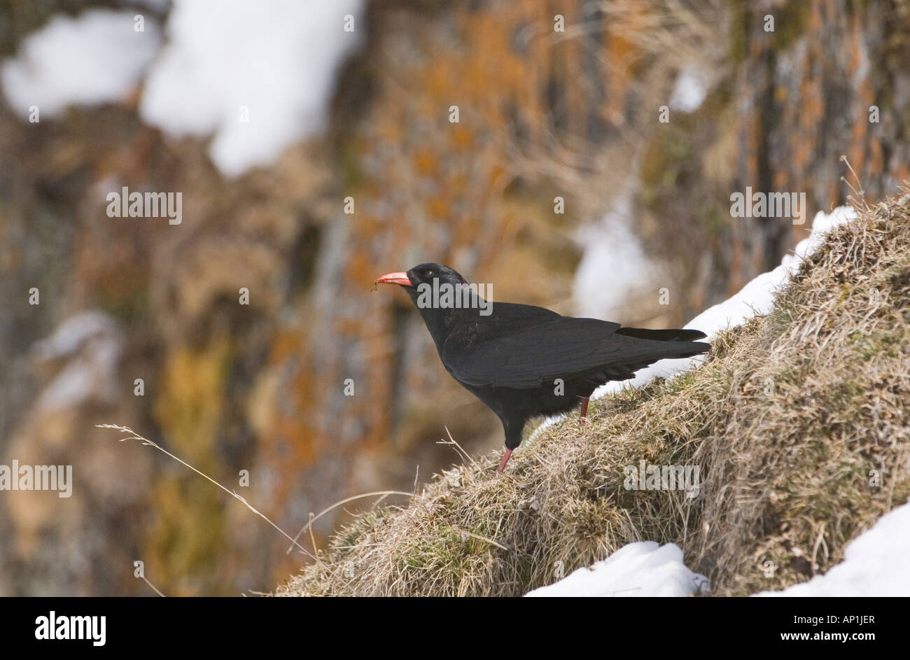 Welsh Crow Snow mountain crow wales chough hi-res stock photography and images - Alamy
