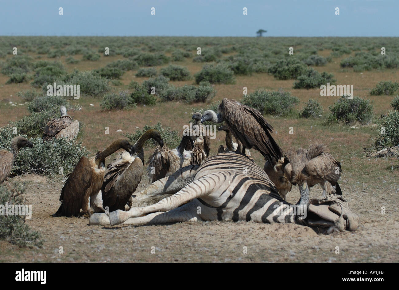 White backed Vultures Gyps africanus feeding on Zebra carcass Etosha Namibia Stock Photo