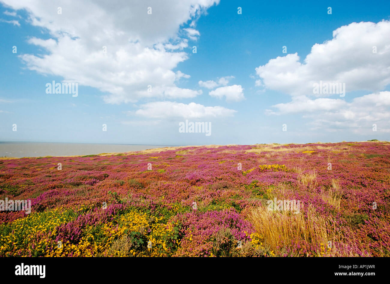 Dunwich Heath National Trust Suffolk with heather in bloom in late August Stock Photo