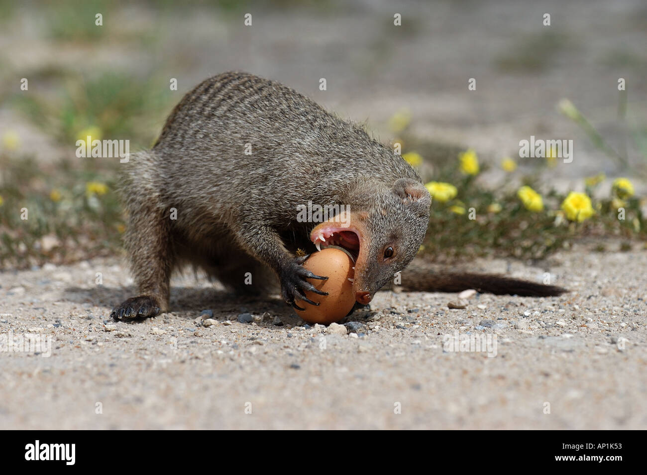 Banded Mongoose Mungos mungo eating birds egg Etosha Namibia Stock