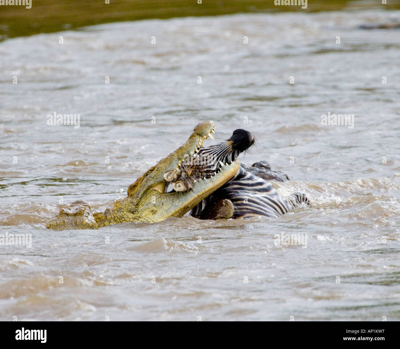 Nile Crocodile catching Zebra in Mara River Masai Mara Kenya Stock ...