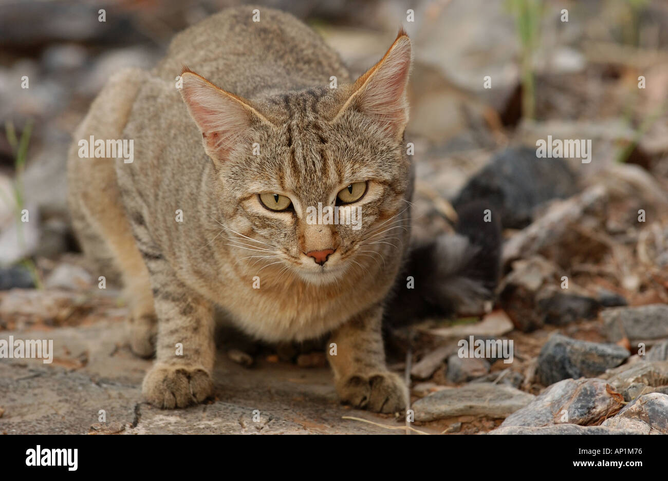African Wildcat Felis sylvestris Etosha Namibia Stock Photo