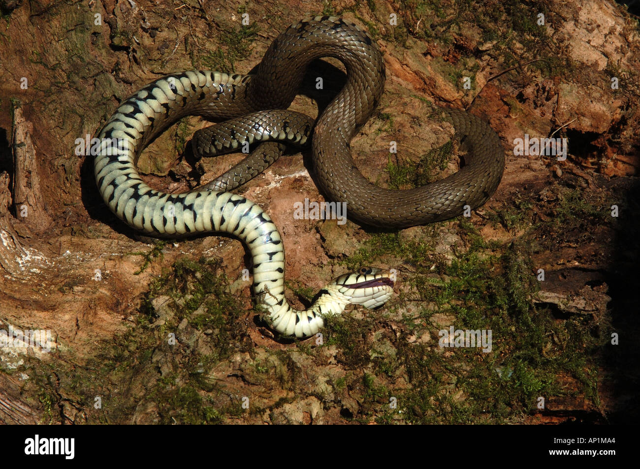 Grass Snake Natrix natrix feigning death UK Stock Photo
