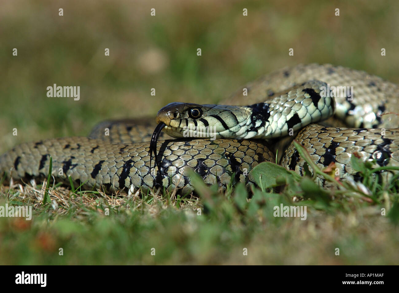 Grass Snake Natrix natrix UK Stock Photo