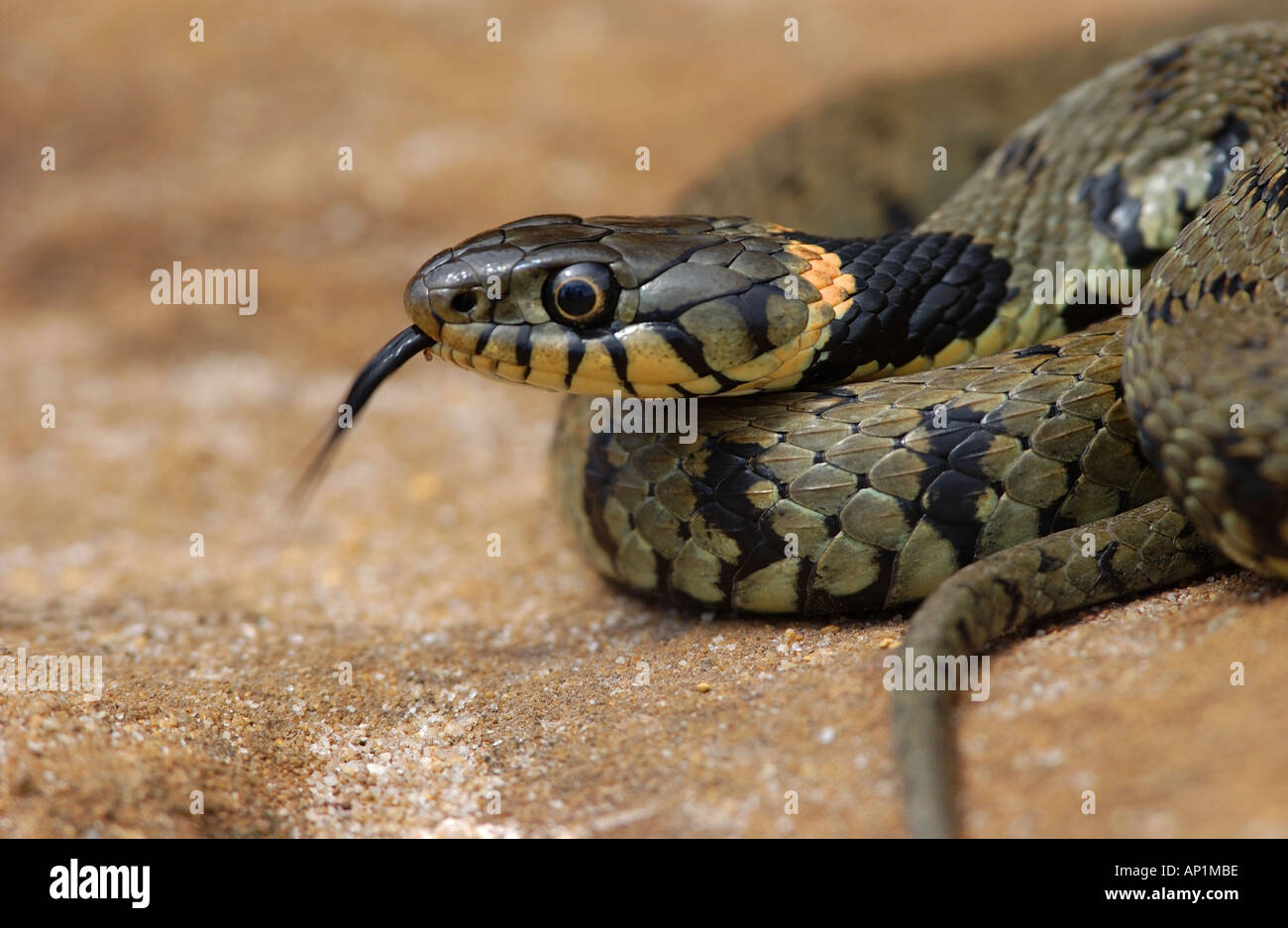 Grass Snake Natrix natrix resting on sand UK Stock Photo