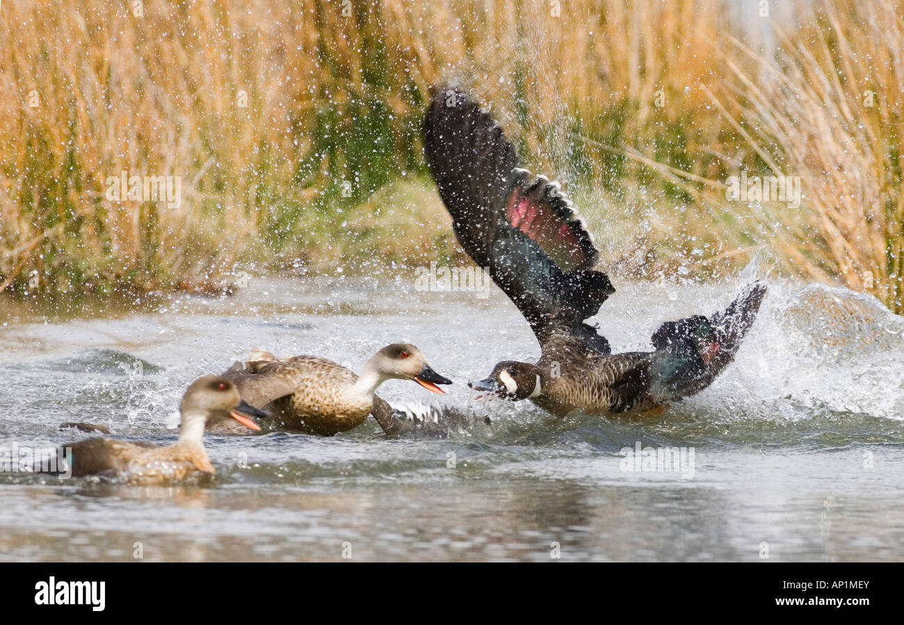 Crested Duck Lophonetta specularioides being aggressive in territorial