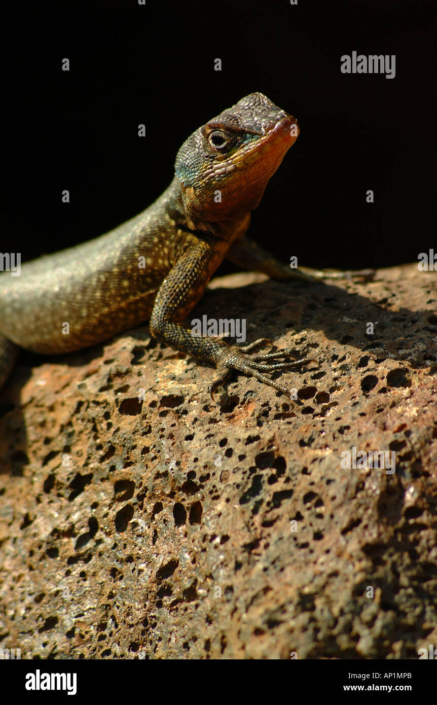 lizard, ectothermic, ectotherms, fauna, insectivore, insectivores Stock  Photo - Alamy