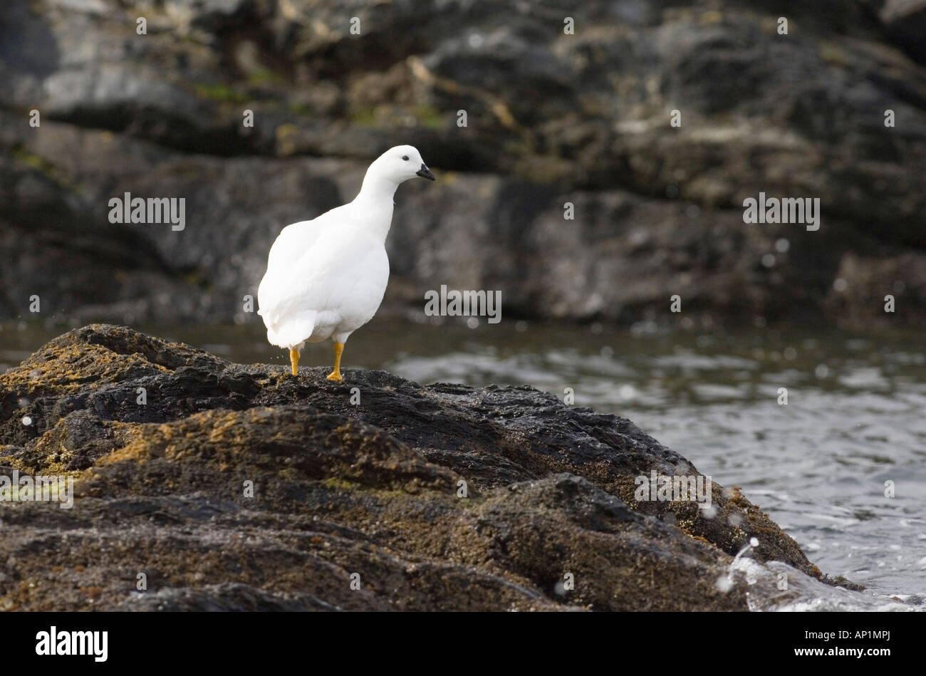 Kelp Goose Chloephaga hybrida male on shore Tierra del Fuego NP Argentina November Stock Photo