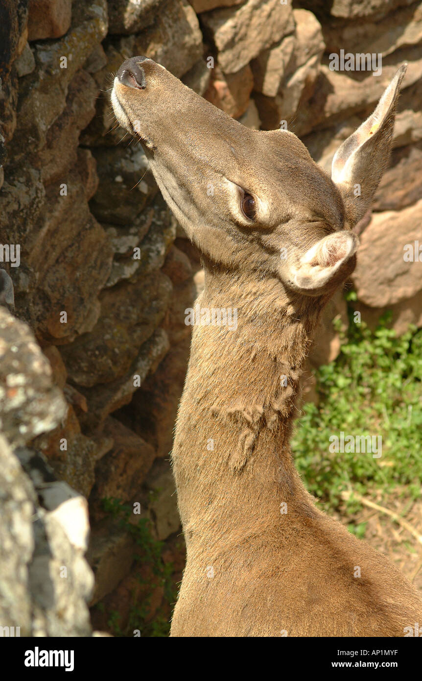 Ciervo bambi hires stock photography and images Alamy