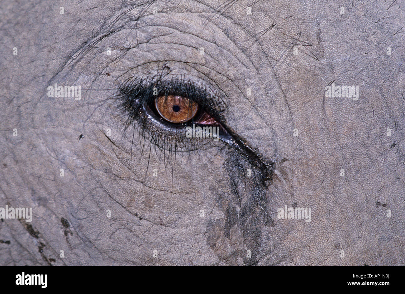 Indian Elephant close up of eye Bandavgarh India Stock Photo